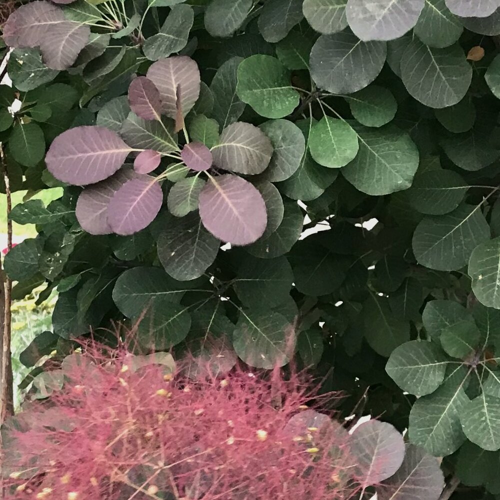 Purple Smoke Bush Tree Seeds, Organically Grown for 20+ years
